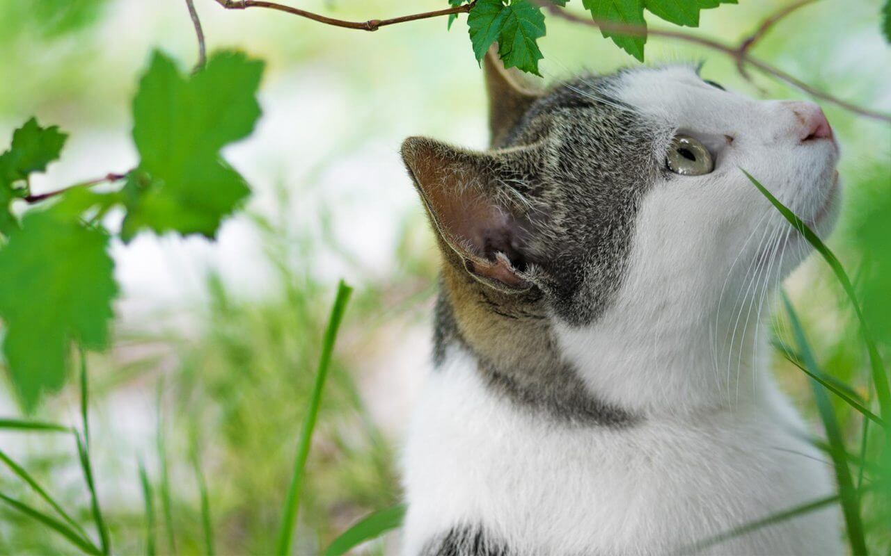 Hyperthyroid cat post radio-iodine treatment at The Hyperthyroid Cat Centre