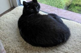 The photo is of Bonnie on her favourite windowsill overlooking the garden. She will soon be 13 and started behaving oddly some months ago - quite manic at times and perpetually hungry. She was also losing weight despite eating twice as much as usual. A trip to our vet and a blood test confirmed our suspicions that she had an over-active thyroid, and we discussed what options were available for treatment. Administering daily pills would have been too traumatic both for Bonnie and for us, so initially we tried the Hills y/d exclusion diet. This was quite difficult as our other cat was on a normal diet, and Bonnie is partial to snack on the occasional mouse. Also, she didn’t find the food very palatable, although she tolerated it as there was nothing else. We did a lot of research on the internet and concluded that radio-iodine treatment was the best solution, giving Bonnie the best chance of a normal life, and we decided to take her to the Hyperthyroid Cat Centre at Wetherby. We are so pleased we did as she received really excellent care from Andrew Bodey and his team, with daily reassuring updates, and is now back to her normal self. She can eat what she likes – including the odd mouse – and is gradually putting on weight. After spending most of my working life in the nuclear industry, assessing radiation doses from various radionuclides deposited inside humans, little did I imagine I would be discussing radio-iodine deposition in cats after I retired!! The fact that we would be living with a radioactive cat for a short time therefore held no worries for us. Bonnie was only mildly radioactive when we collected her, and this was easily managed at home, keeping her shut in at first with visits from the dog and our other cat. We would unreservedly recommend the Hyperthyroid Cat Centre, and would take our other cat there without hesitation if she were to develop hyperthyroidism.