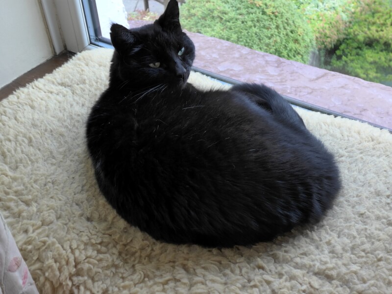 The photo is of Bonnie on her favourite windowsill overlooking the garden. She will soon be 13 and started behaving oddly some months ago - quite manic at times and perpetually hungry. She was also losing weight despite eating twice as much as usual. A trip to our vet and a blood test confirmed our suspicions that she had an over-active thyroid, and we discussed what options were available for treatment. Administering daily pills would have been too traumatic both for Bonnie and for us, so initially we tried the Hills y/d exclusion diet. This was quite difficult as our other cat was on a normal diet, and Bonnie is partial to snack on the occasional mouse. Also, she didn’t find the food very palatable, although she tolerated it as there was nothing else. We did a lot of research on the internet and concluded that radio-iodine treatment was the best solution, giving Bonnie the best chance of a normal life, and we decided to take her to the Hyperthyroid Cat Centre at Wetherby. We are so pleased we did as she received really excellent care from Andrew Bodey and his team, with daily reassuring updates, and is now back to her normal self. She can eat what she likes – including the odd mouse – and is gradually putting on weight. After spending most of my working life in the nuclear industry, assessing radiation doses from various radionuclides deposited inside humans, little did I imagine I would be discussing radio-iodine deposition in cats after I retired!! The fact that we would be living with a radioactive cat for a short time therefore held no worries for us. Bonnie was only mildly radioactive when we collected her, and this was easily managed at home, keeping her shut in at first with visits from the dog and our other cat. We would unreservedly recommend the Hyperthyroid Cat Centre, and would take our other cat there without hesitation if she were to develop hyperthyroidism.