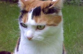 hyperthyroid cat Daisy - cured of hyperthyroidism by Andrew Bodey