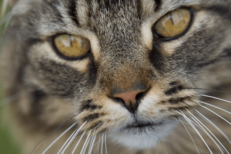 hyperthyroid cat Douglas - now cured with radio-iodine in Wetherby