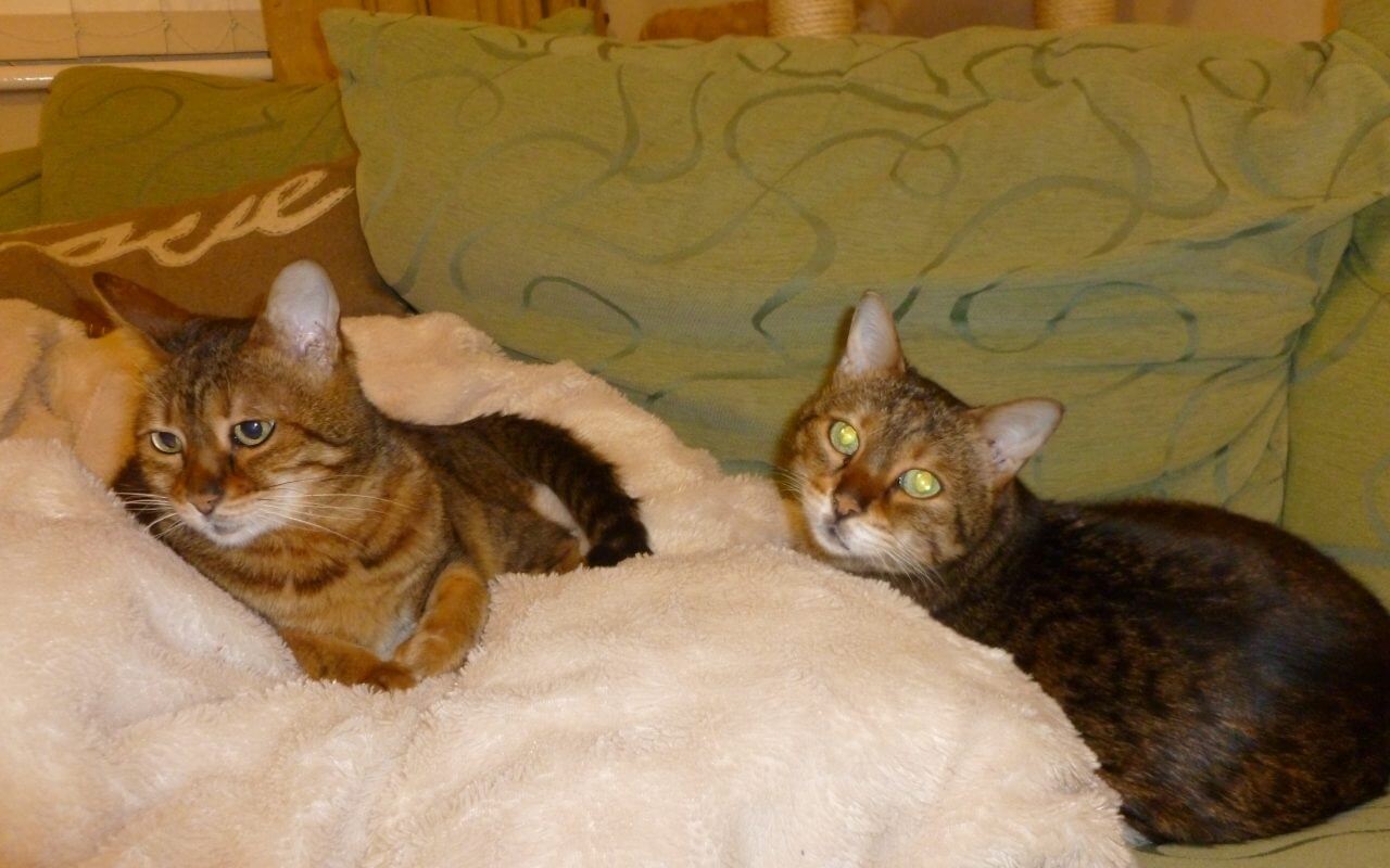 Hyperthyroid Holly and Poppy Bengal - both sisters cured with radio-iodine