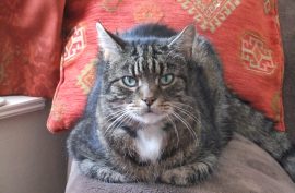 Hector - hyperthyroid cat now cured using radio-iodine