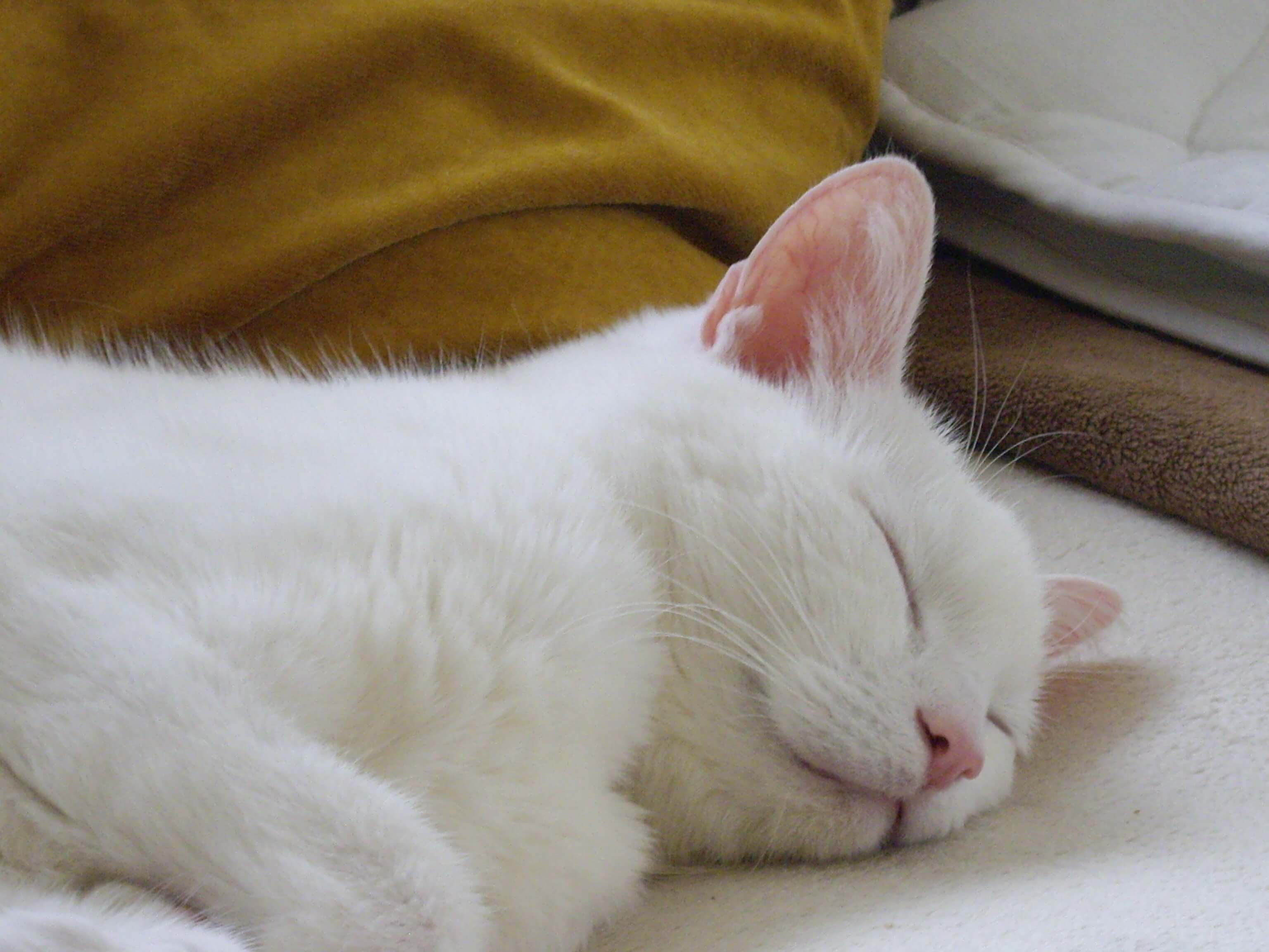 Rufus Hyperthyroid Cat